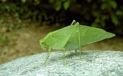 Katydid