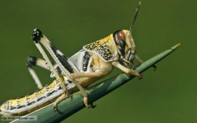 Locust