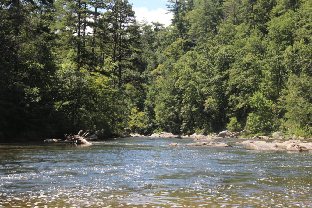 Chattooga River and trees